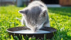Cats and Lactose-Free Milk: Safe Options Explained