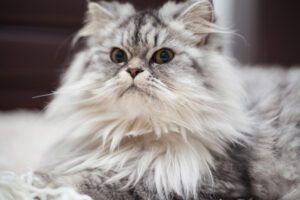Discover the Best Tips for Caring for Your Curly Hair Cat
