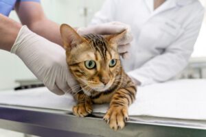 Healthy Cat Care: Expert Tips for Feline Wellness
