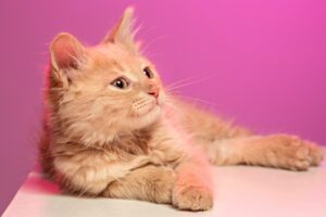 Adorable Curly Hair Cat: Find Your Perfect Companion Now