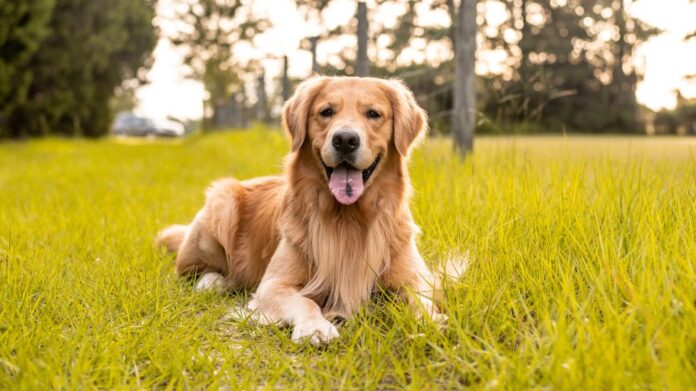 Golden Mountain Dog: The Ultimate Guide