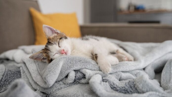 Can Cats Get Colds? Understanding Feline Respiratory Health
