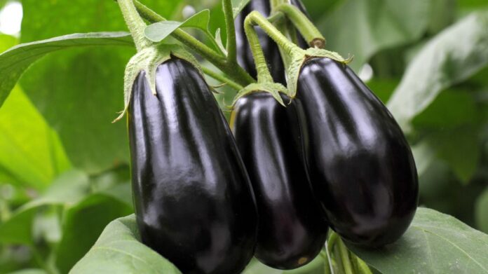 Can Dogs Eat Eggplant? The Complete Guide For 2024