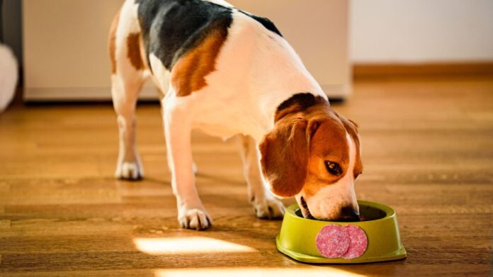 Can Dogs Eat Salami? Complete Guide 2024