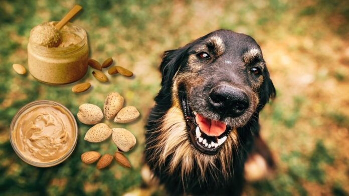Can Dogs Have Almond Butter?
