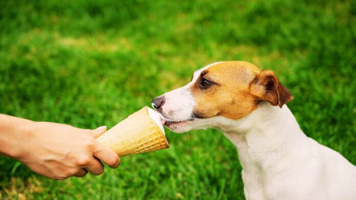 Can Dogs Have Whipped Cream? Full Guide