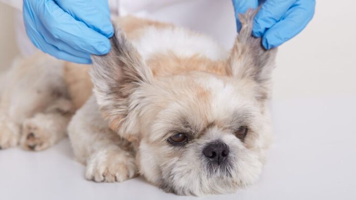 How To Clean Dog Ears | Expert Guide