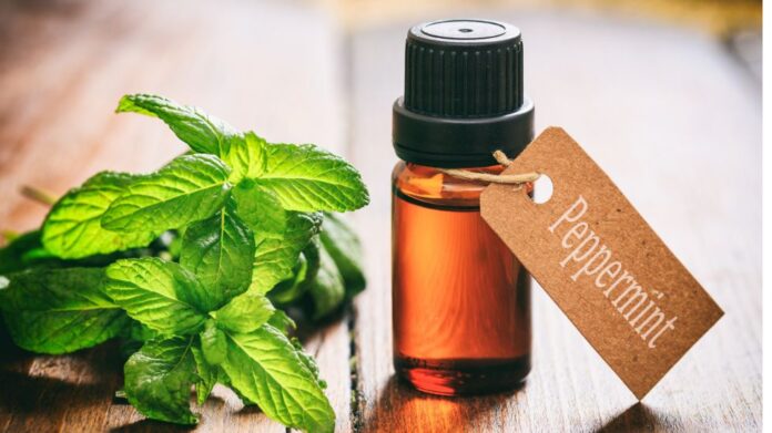 Is peppermint oil safe for dogs? Full Explanation