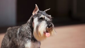 The truth about why Schnauzers are labeled as the worst dogs