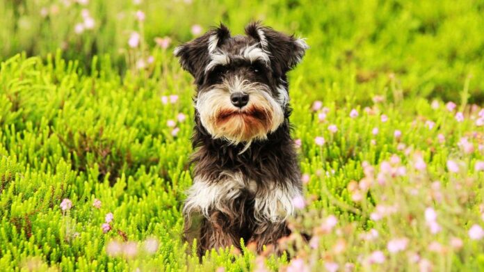 Why Schnauzers Are the Worst Dogs (Full Guide 2024)