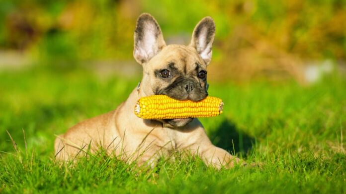 Expert Insights on Can Dogs Have Corn: Tips for Safe Feeding Practices for Your Furry Companion