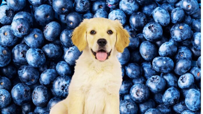 Can Dogs Eat Blueberries? Learn the Safest Feeding Tips