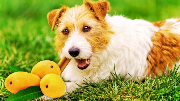 Can Dogs Eat Mango? Discover Safe & Nutritious Options