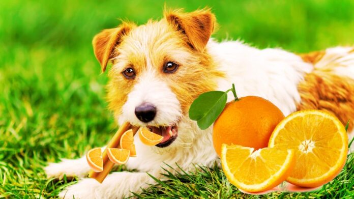 Can Dogs Eat Oranges?