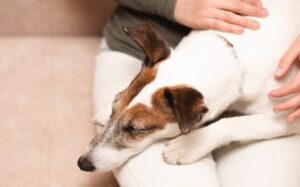 A dog in pain may sleep more or less than usual due to difficulty getting comfortable. Monitor their sleep patterns for any significant changes.
